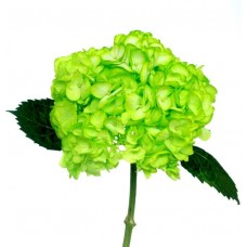 Hydrangea Tinted - Lime Green